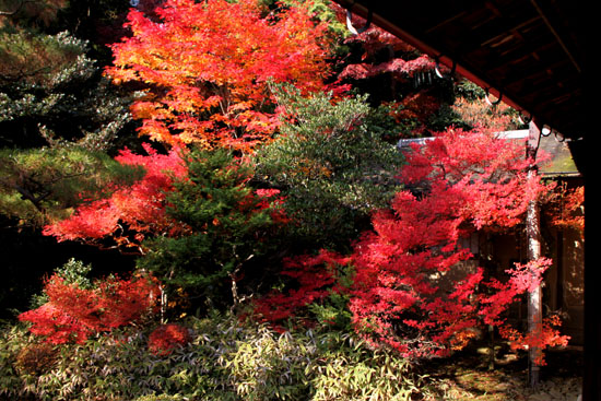 紅葉の大徳寺 高桐院_e0048413_227388.jpg