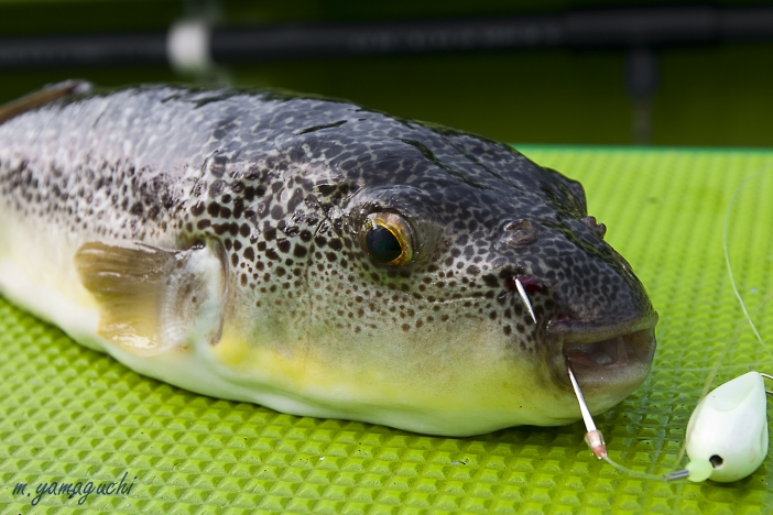 東京湾のフグ わくわく釣り探訪ロケ Shisen