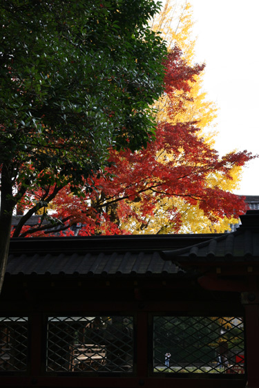 根津神社_f0099114_10541335.jpg