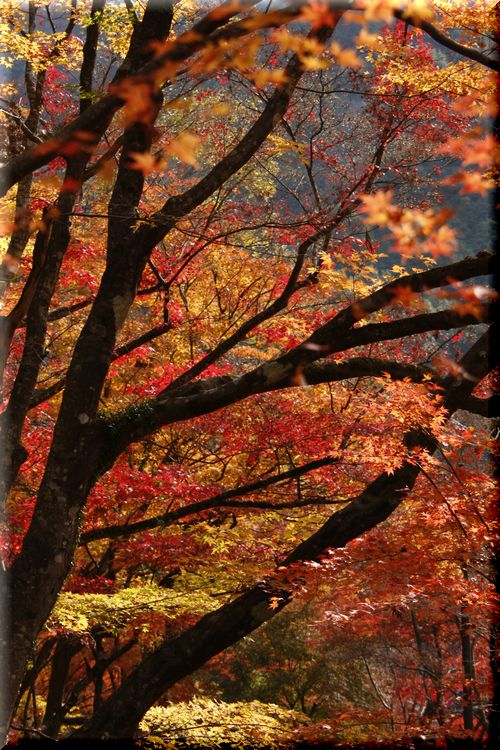 湖東三山と香嵐渓・・１１月２６～２７日_c0073016_06502.jpg