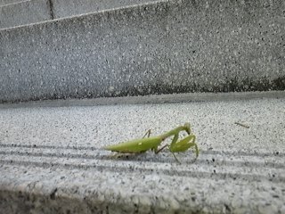 c0149717_1524094.jpg