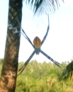 コガネグモの窓飾り_a0043520_2210377.jpg