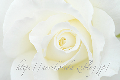 White Rose 1＊ホワイトマスターピース_d0086230_2345350.jpg