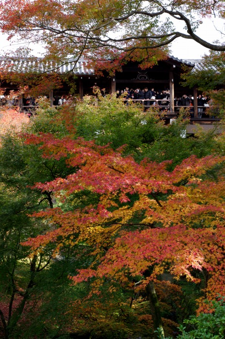 東福寺の紅葉①_c0106831_0173153.jpg