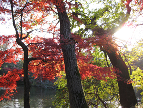 ＊ 井の頭公園の紅葉 ＊_e0136140_17501514.jpg