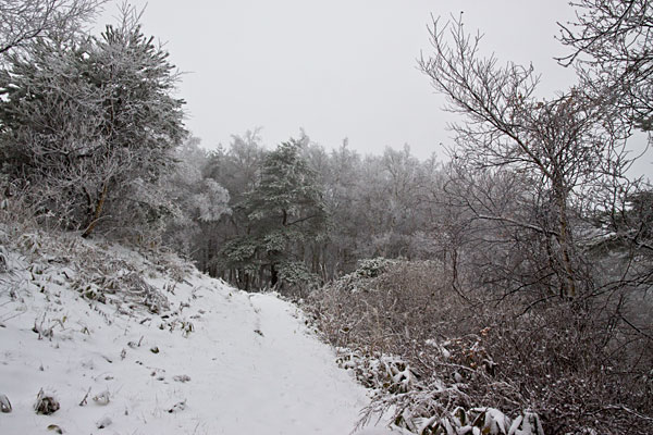 d0082741_84146.jpg
