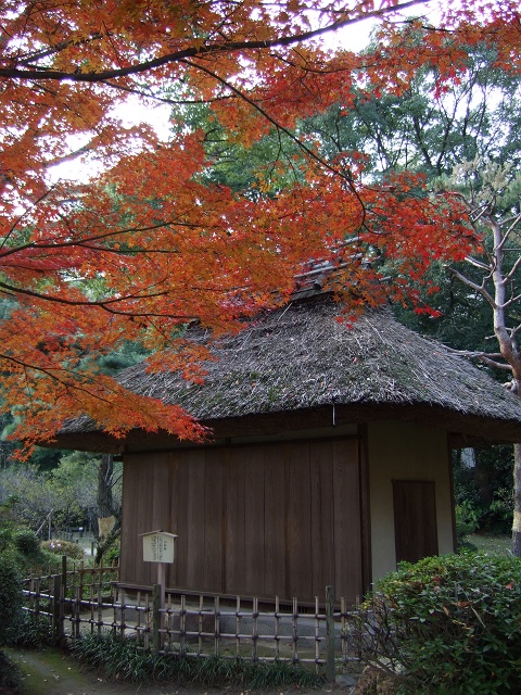 縮景園の紅葉　その2_f0029441_1146278.jpg