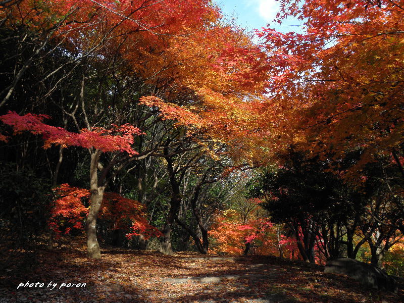 山田池公園の紅葉風景（その２：１１月下旬）_c0137342_13171114.jpg