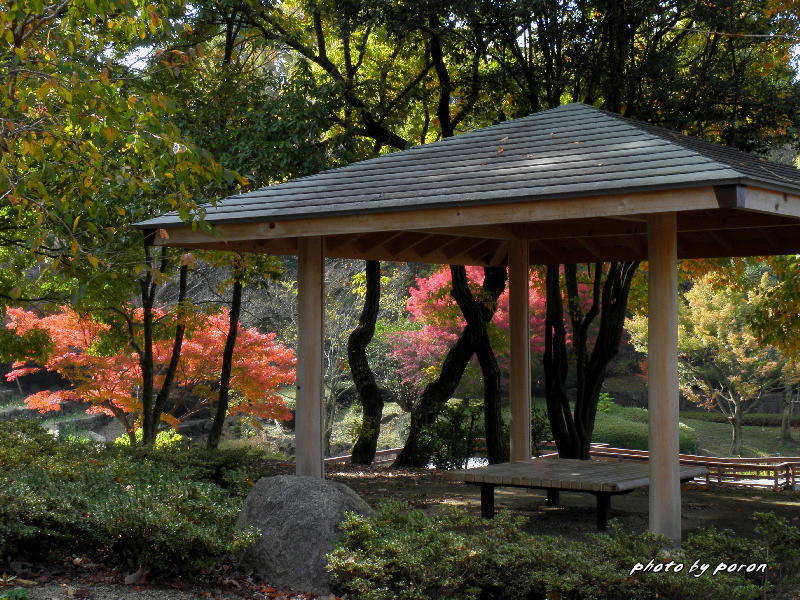 山田池公園の紅葉風景（その２：１１月下旬）_c0137342_13303314.jpg