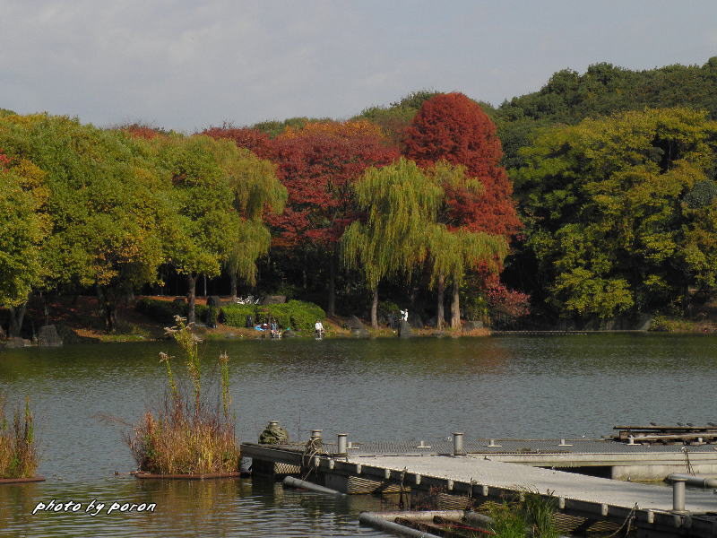 山田池公園の紅葉風景（その２：１１月下旬）_c0137342_13332422.jpg