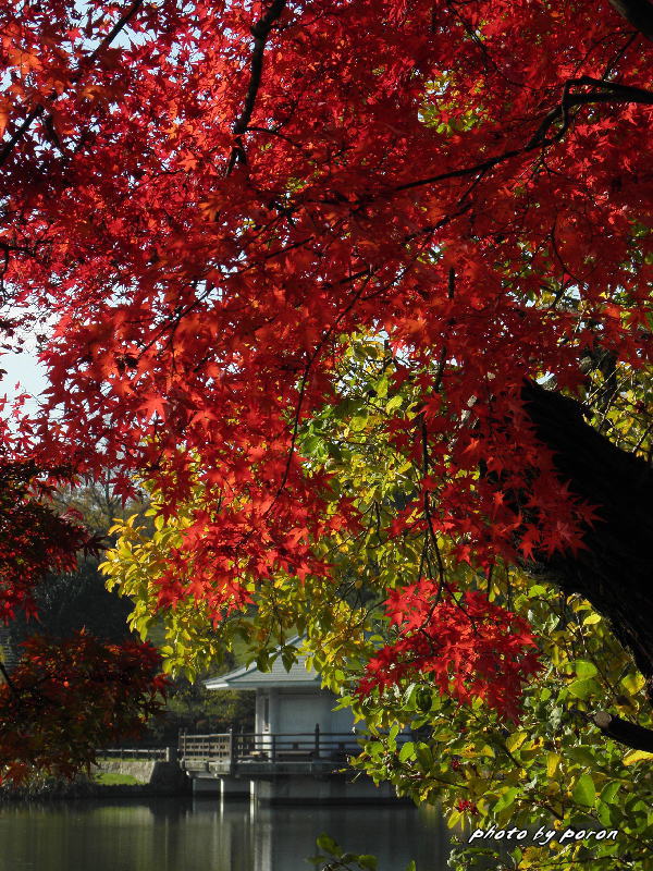 山田池公園の紅葉風景（その２：１１月下旬）_c0137342_1333736.jpg