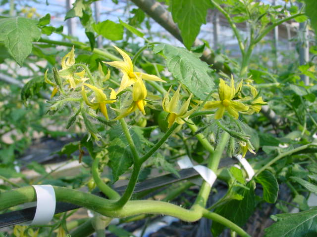 a0123344_12344015.jpg