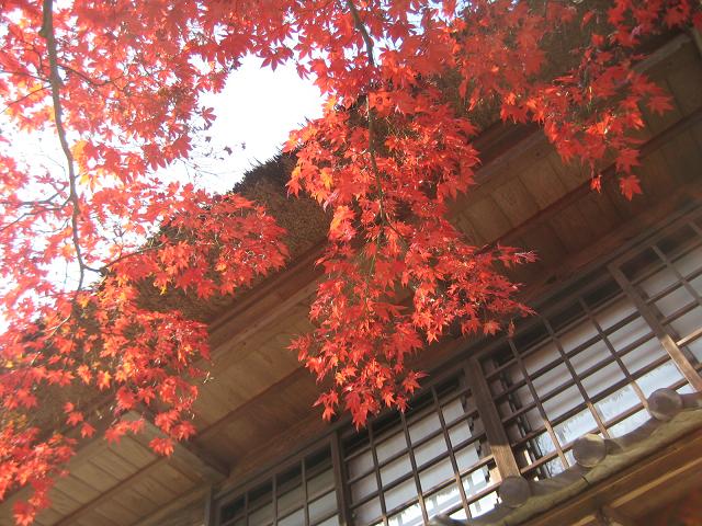 【3年振りの鎌倉「海蔵寺」の紅葉(動画を追加しました）】_b0009849_1914991.jpg