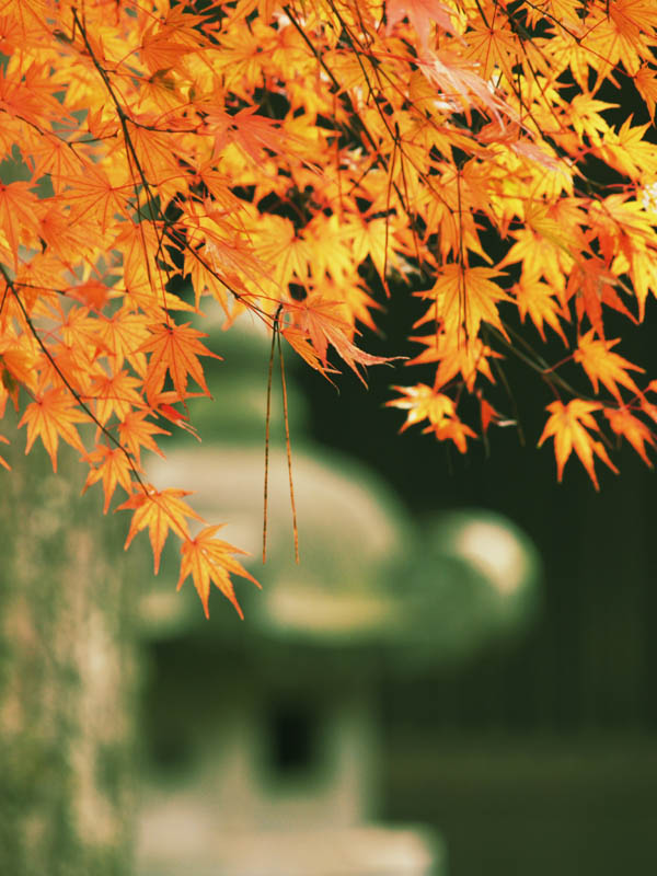 今年初の平林寺　　　143)_c0068050_09515.jpg