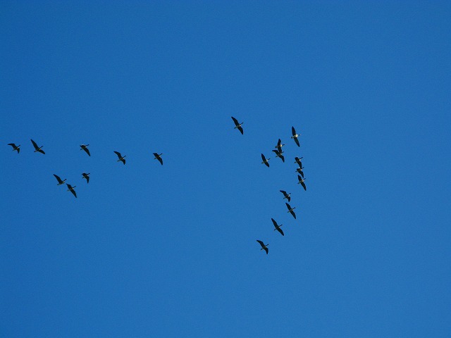 d0041158_9432070.jpg