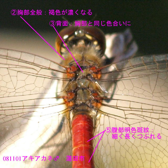 類似 アキアカネ とナツアカネ 蝶鳥ウォッチング