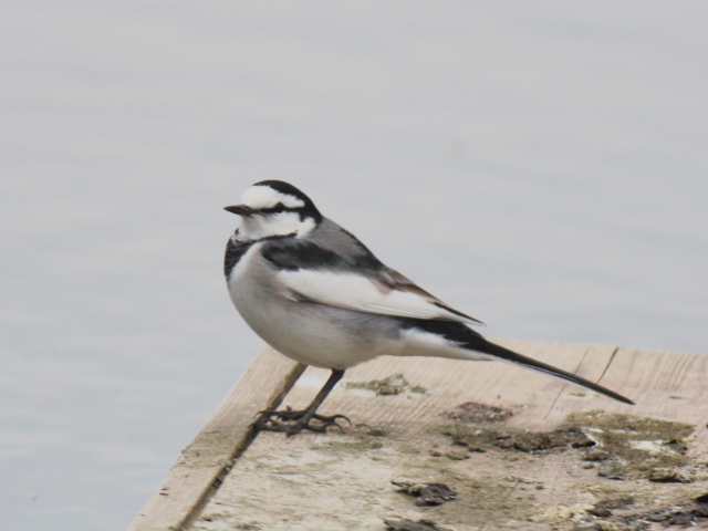 野鳥に惑う_c0168669_18444758.jpg