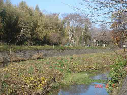 今日から師走・・頑張るコスモス　②並木橋周辺の変化_d0007071_17303183.jpg