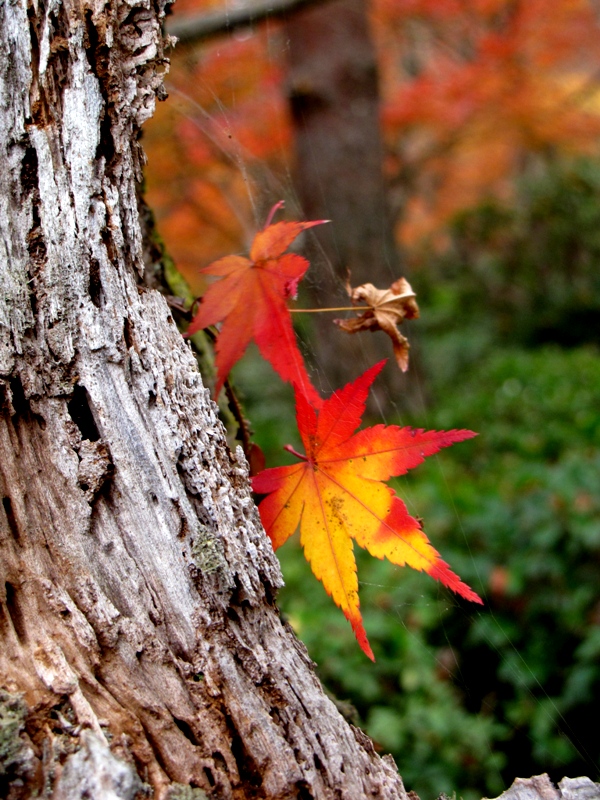 嵯峨野の紅葉 ⅲ_b0183879_22495043.jpg