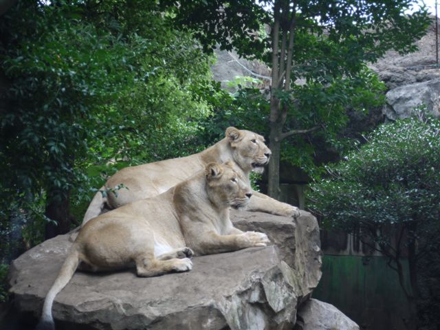 上野動物園はすごい人_b0175688_17525256.jpg