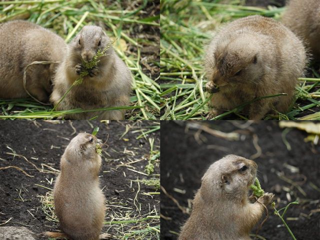 上野動物園はすごい人_b0175688_17533152.jpg