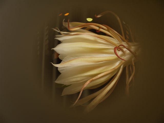 月下美人の神秘_b0175688_90776.jpg