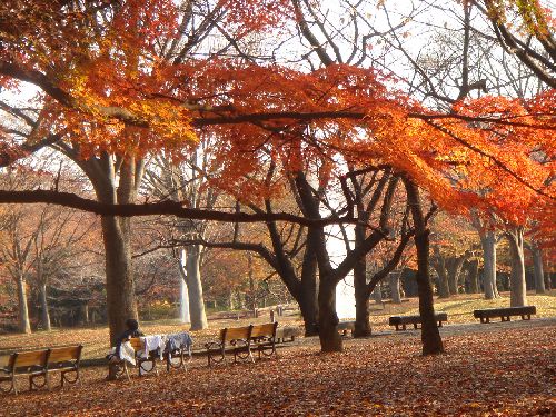 １２月（Ｙ公園の秋）  2009/12/1_b0101991_2313969.jpg