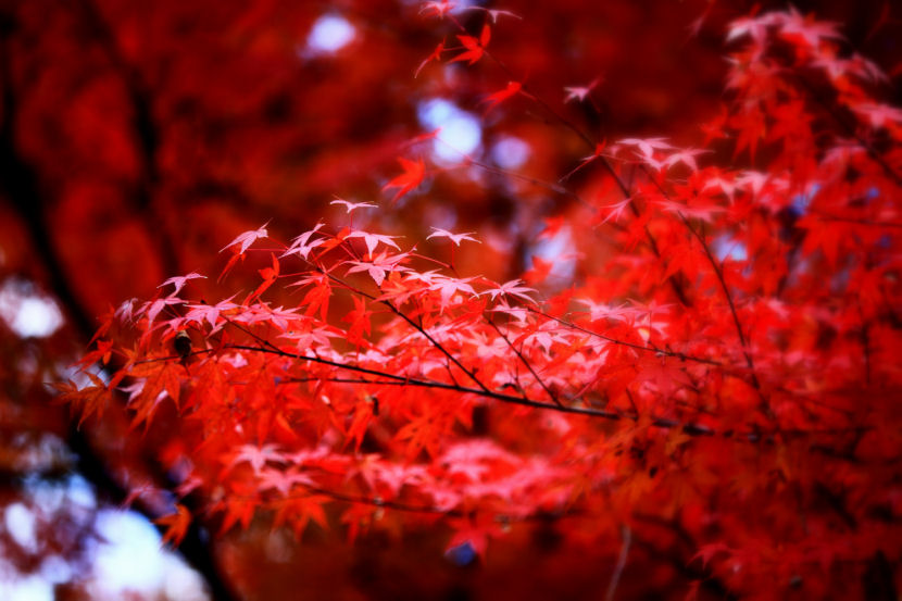 夢芝居_f0195893_204901.jpg