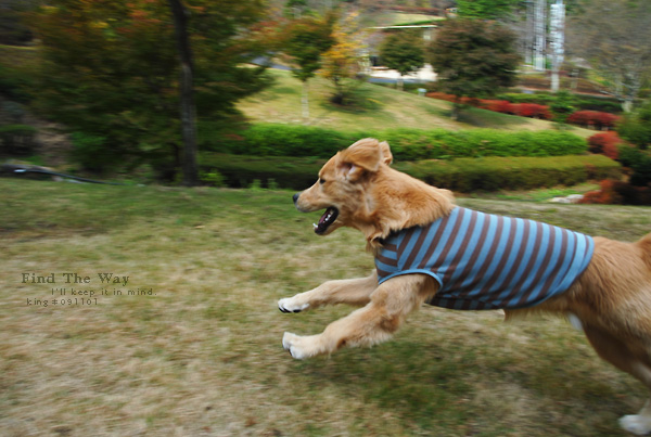 【犬的散歩日和】岐阜・御嵩(みたけ) 〜 みたけの森 1/2_f0054594_348811.jpg