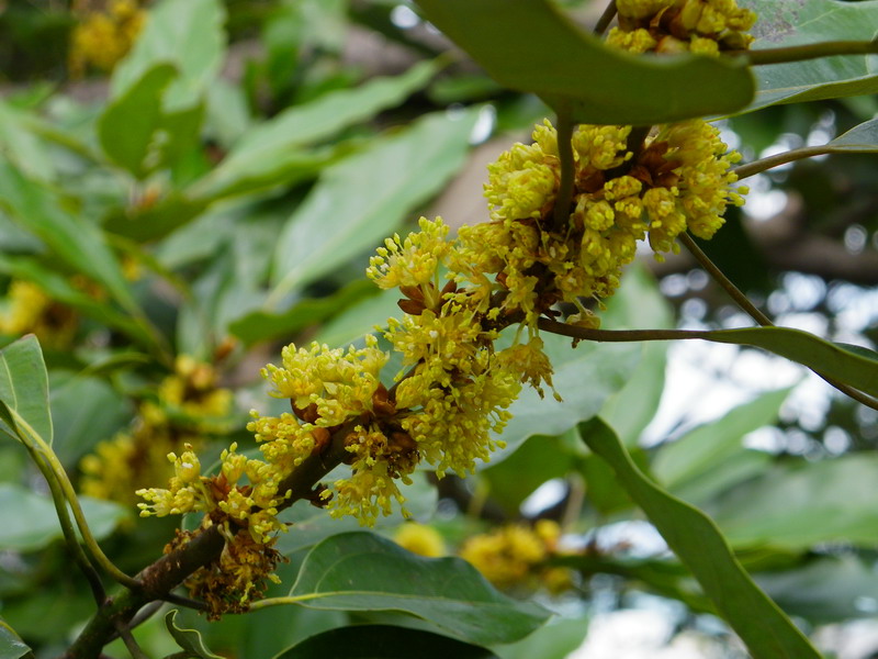 シロダモ（西公園 2009/11/15撮影）_f0204094_1514647.jpg