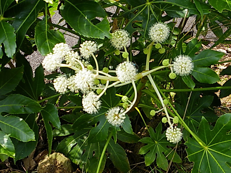 f0204094_15474159.jpg