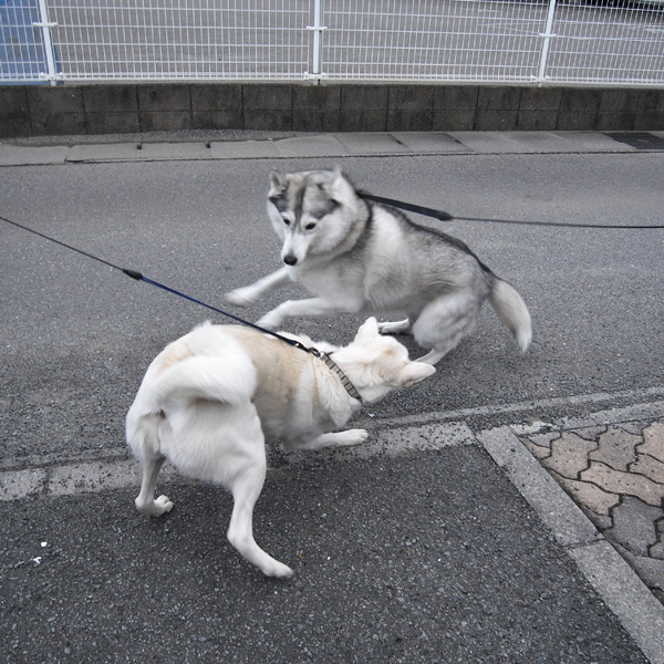 秋たけなわ? by GX100_c0049299_20141011.jpg