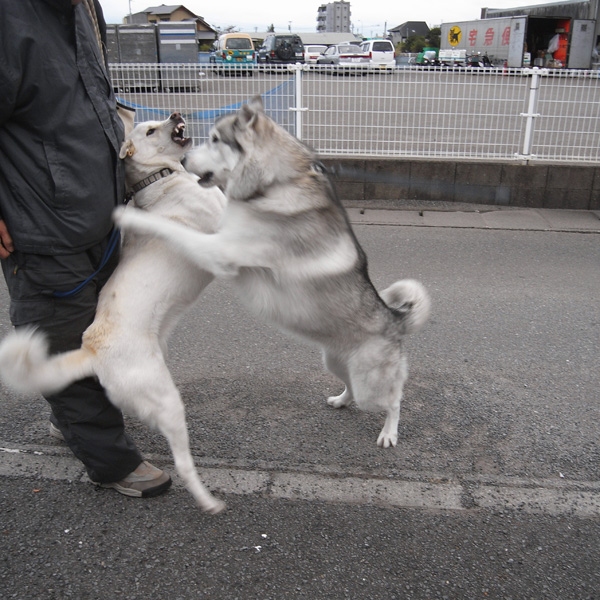 秋たけなわ? by GX100_c0049299_20154570.jpg