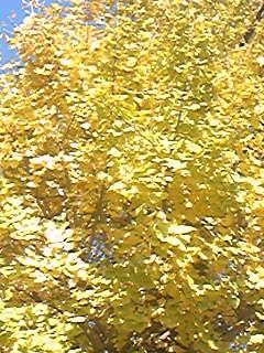 f0185403_1474912.jpg