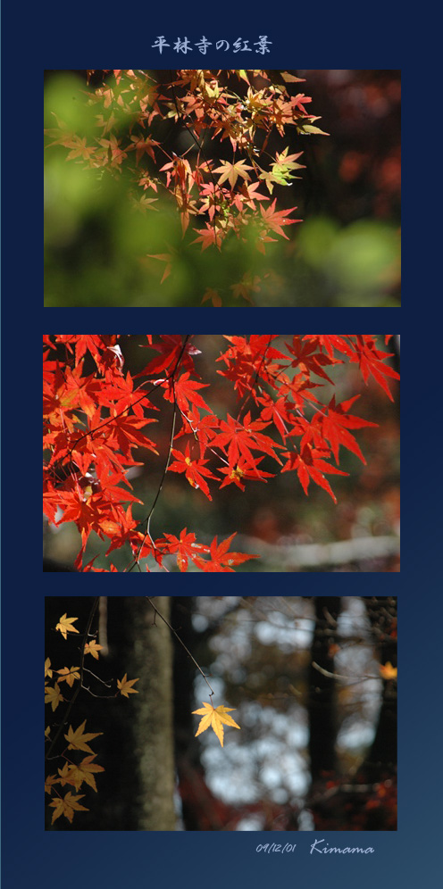平林寺の紅葉_c0051105_17232662.jpg