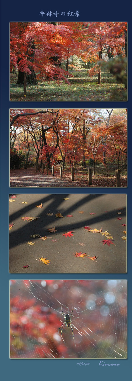 平林寺の紅葉_c0051105_17294243.jpg