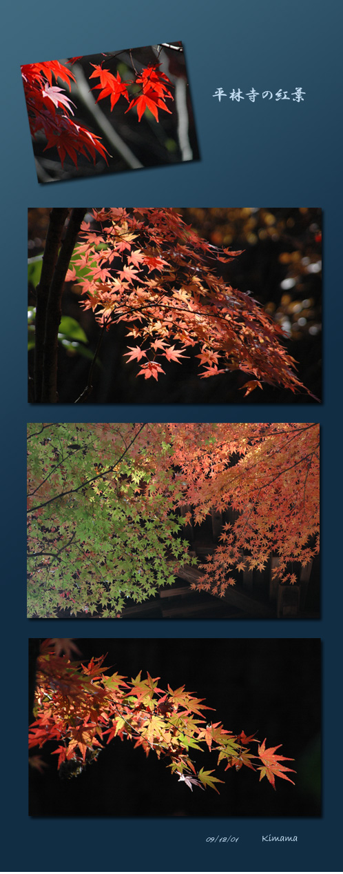 平林寺の紅葉_c0051105_1729896.jpg
