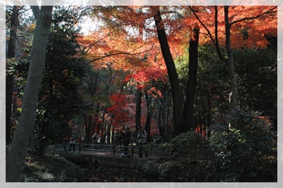 平林寺の紅葉_c0051105_21411010.jpg