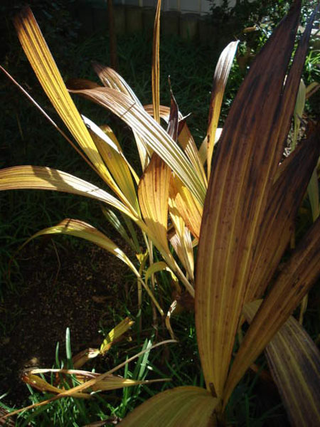 e0110719_1173323.jpg