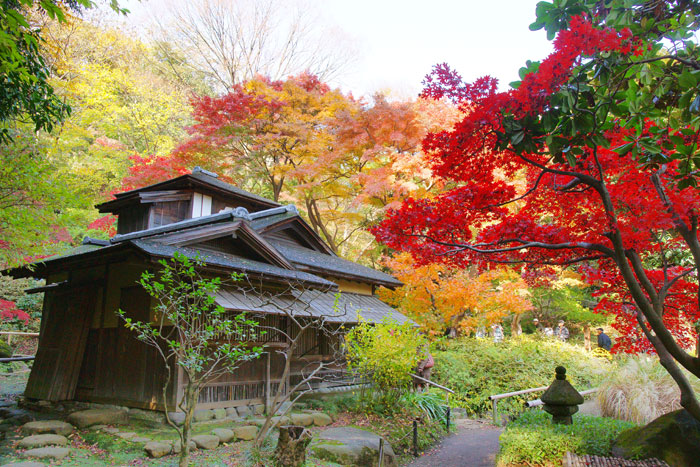 紅葉　横浜編_e0077521_20514566.jpg