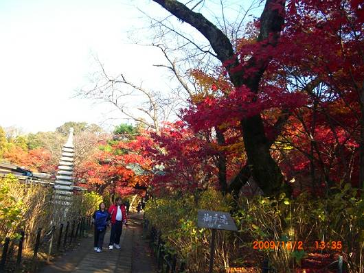 紅葉狩り＠本土寺（松戸市）_d0065324_17375724.jpg