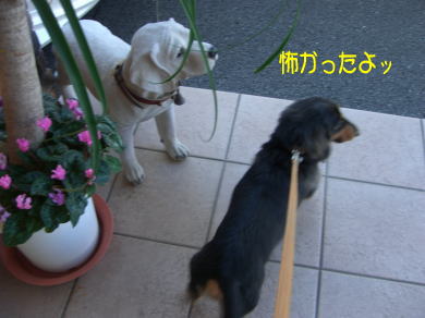 犬のカビ！_c0058727_1343357.jpg