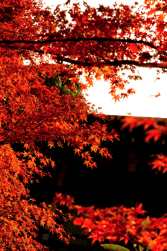 2009 Kamakura1_e0016030_21415465.jpg