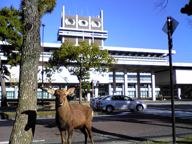 奈良に来ています_f0081443_21431771.jpg
