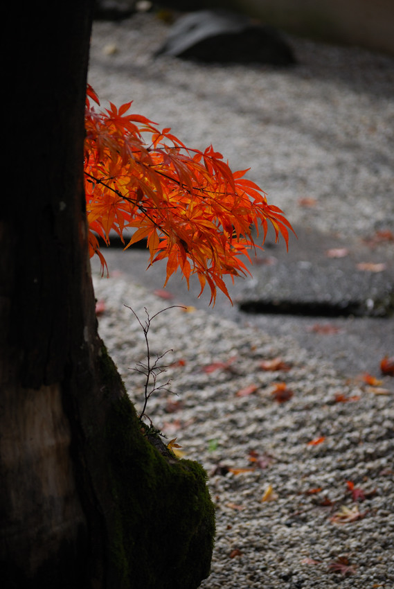 恵林寺、雨のち紅葉_c0171945_20531492.jpg