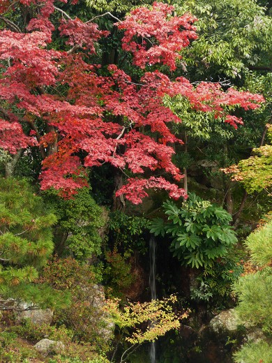 仁和寺の紅葉_c0057946_20225995.jpg