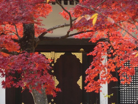 仁和寺の紅葉_c0057946_20251320.jpg