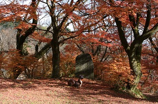 ☆城山公園のかえで☆_c0208355_1854598.jpg