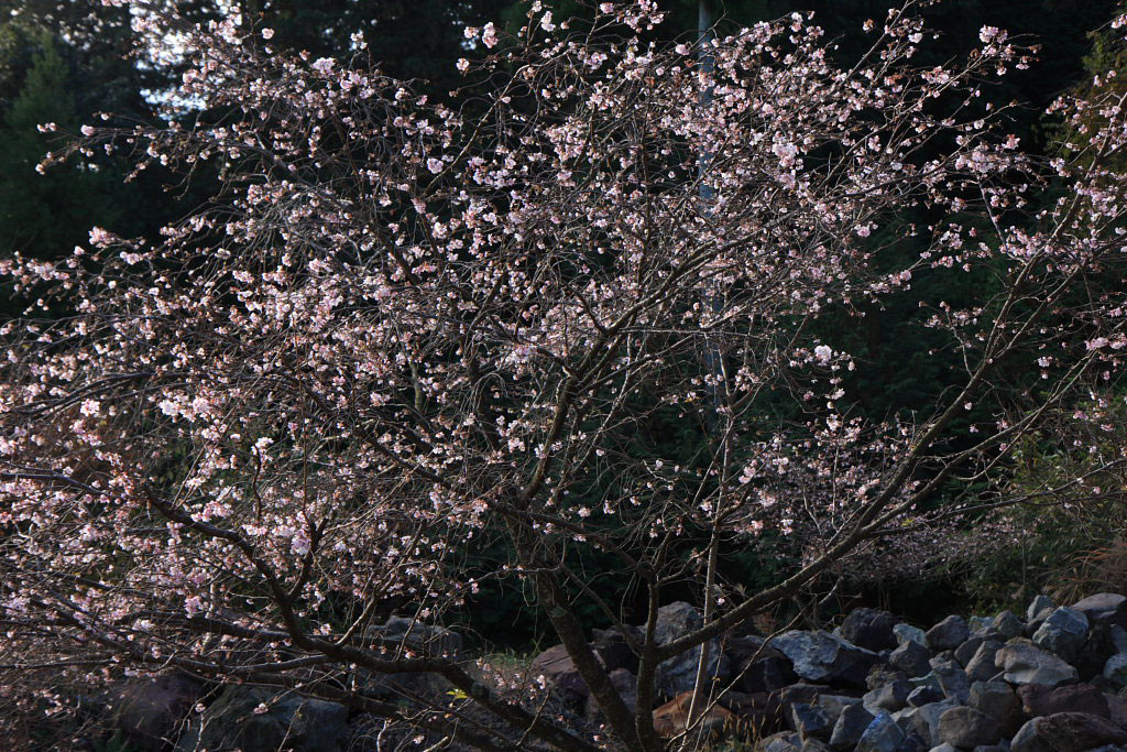 　　洞海山平安寺の四季桜_f0129465_66425.jpg