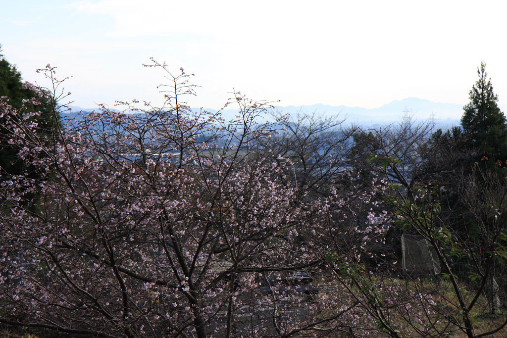 　　洞海山平安寺の四季桜_f0129465_664686.jpg